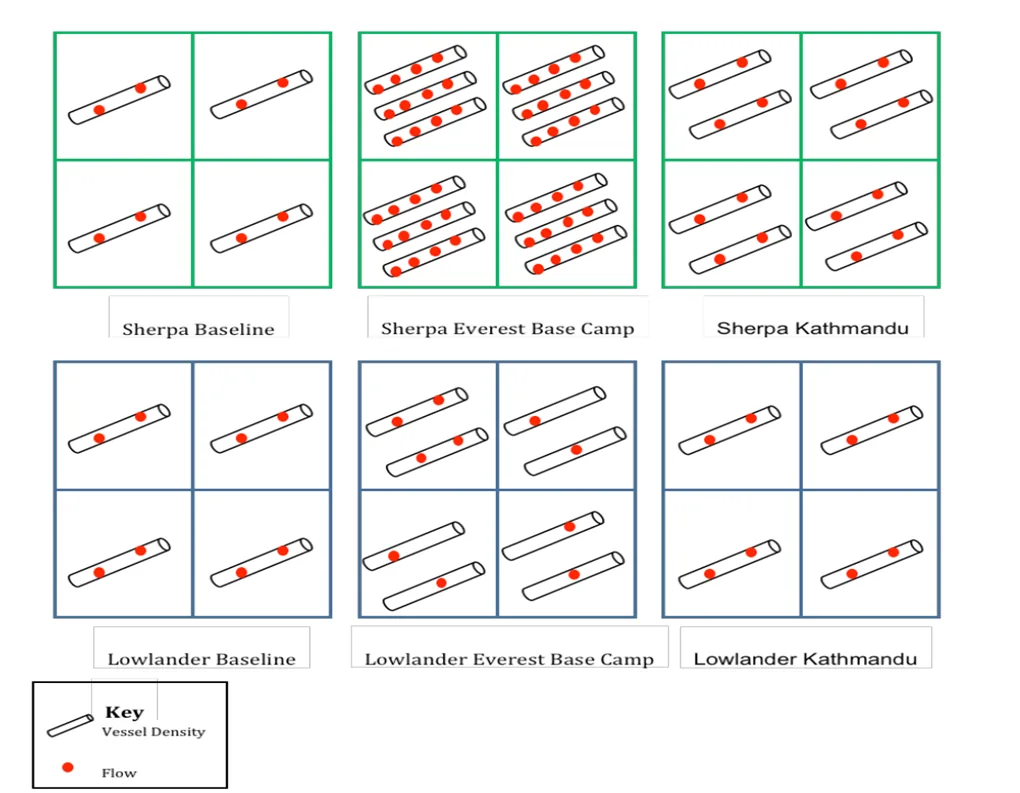 Schematic comparing Sherpa and lowlander small-vessel density and microvascular flow at baseline, Everest Base Camp, and Kathmandu