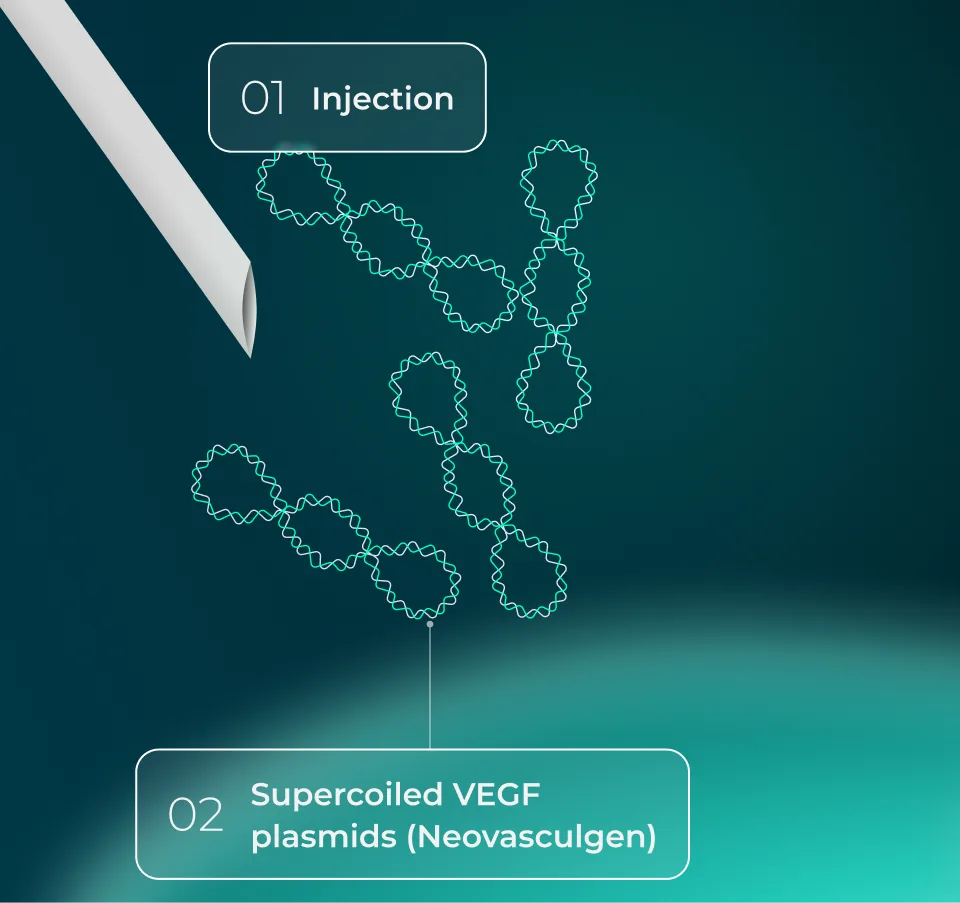 VEGF therapy process — stages 1 and 2