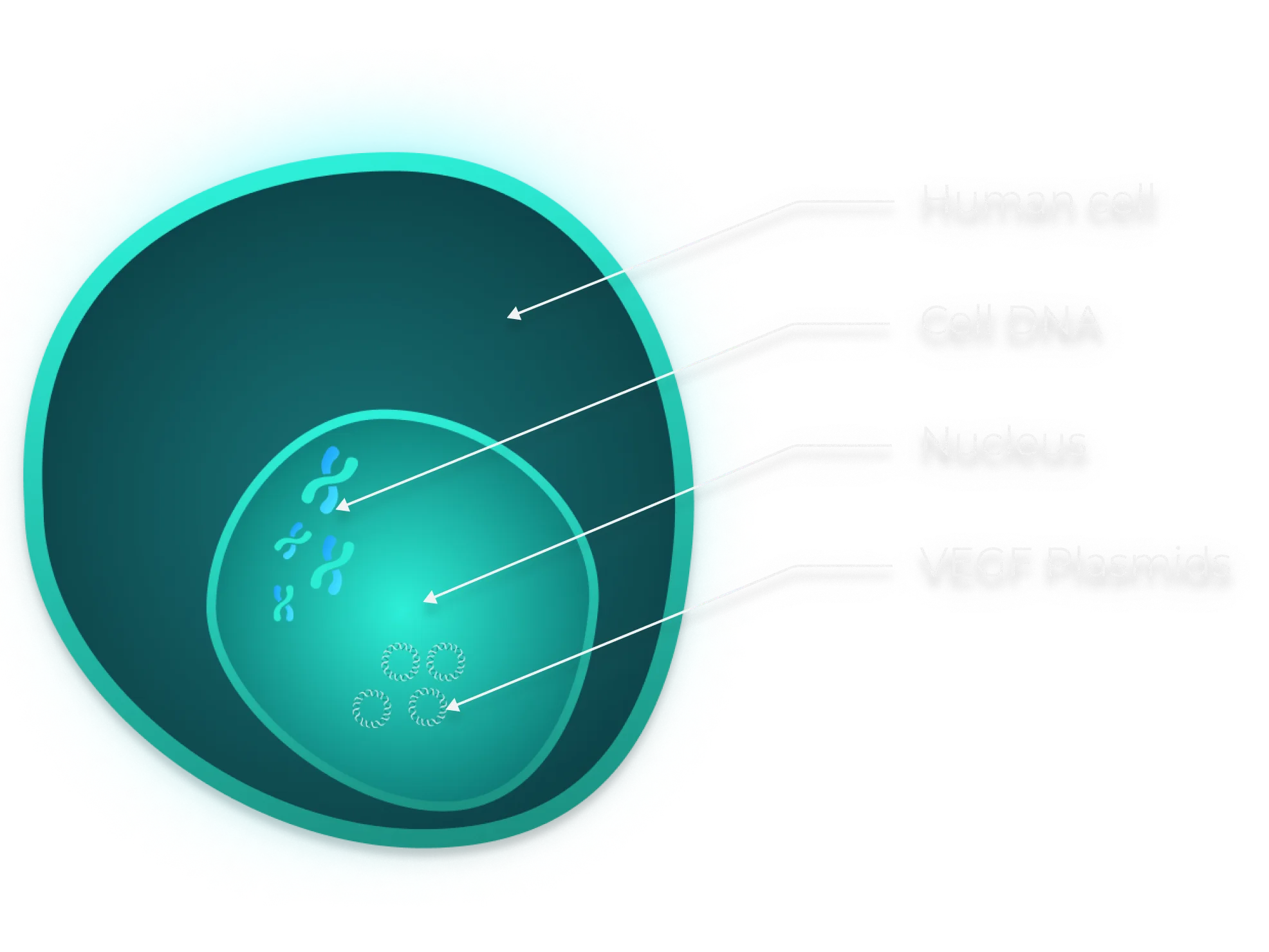 Diagram of a human cell showing DNA, nucleus, and VEGF plasmids