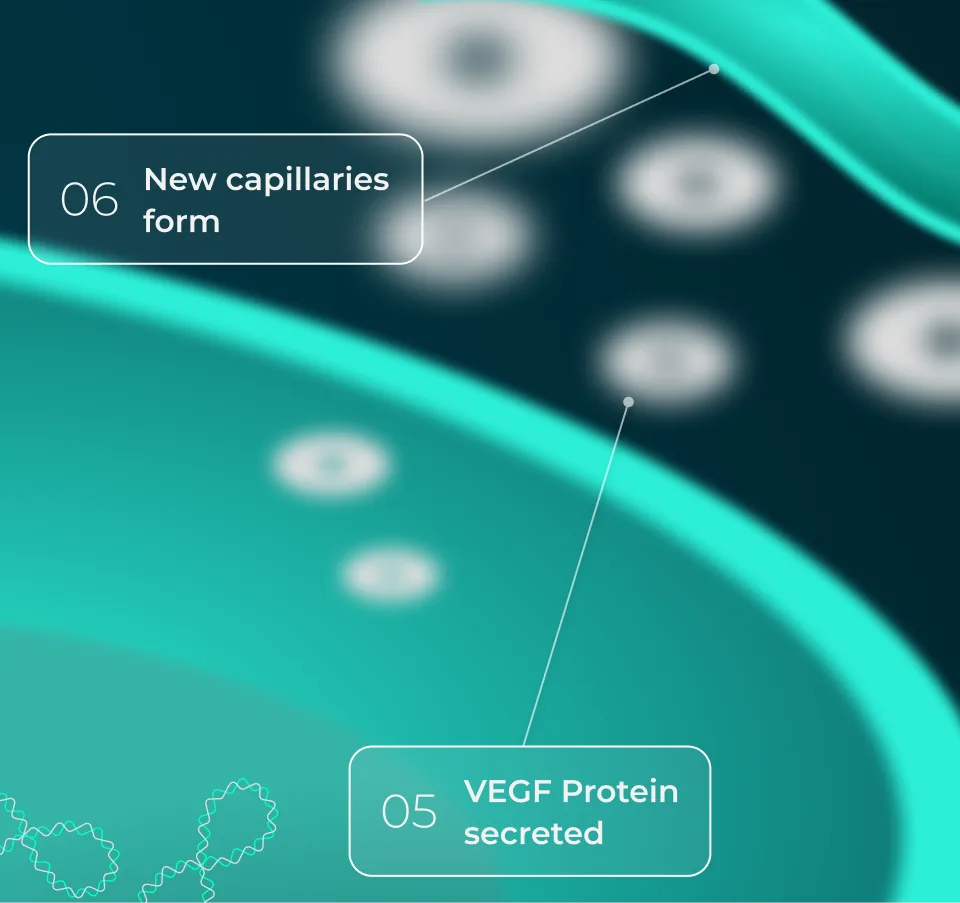 VEGF therapy process — stages 5 and 6